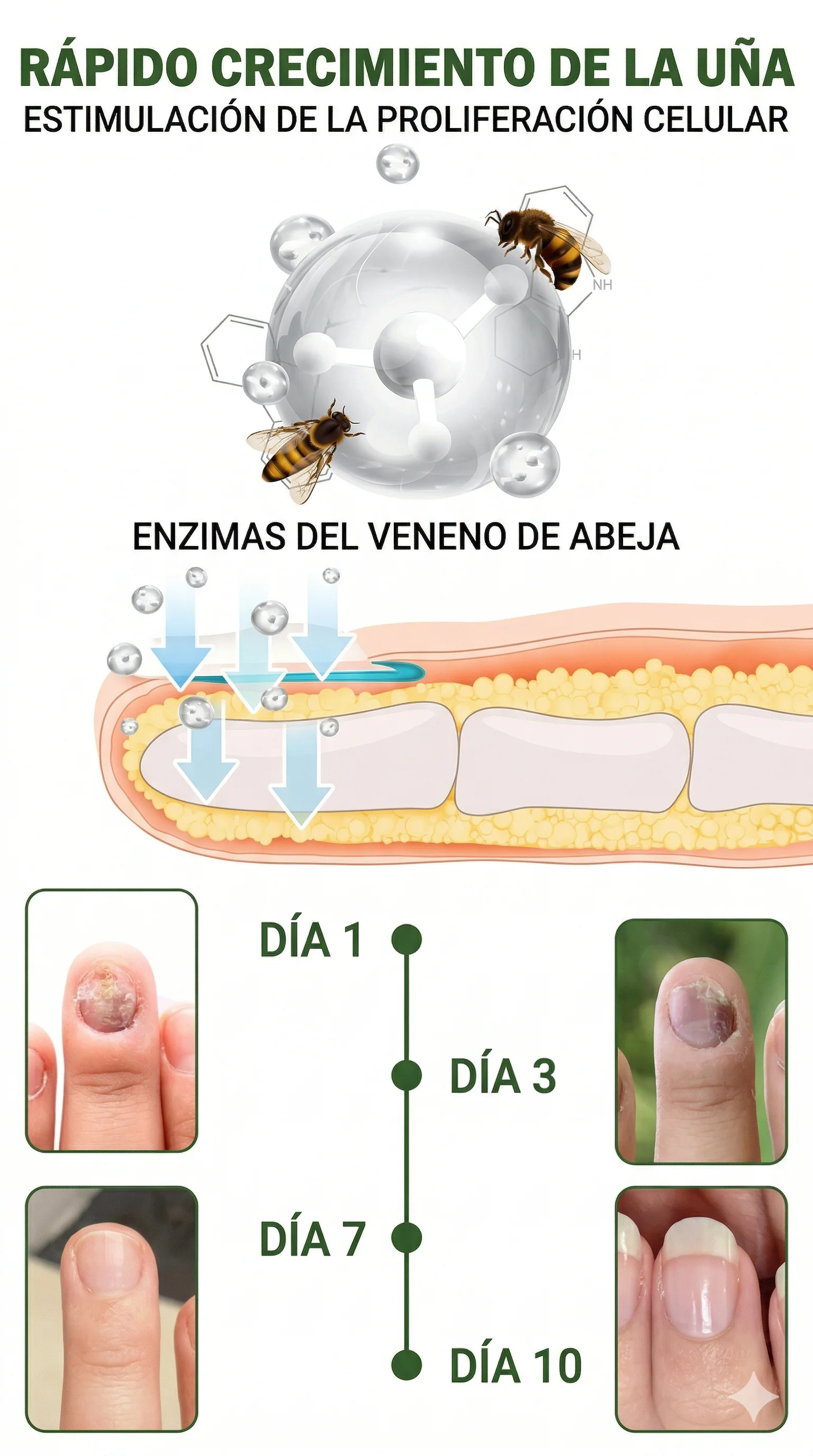 Elimina Los Hongos de Raíz